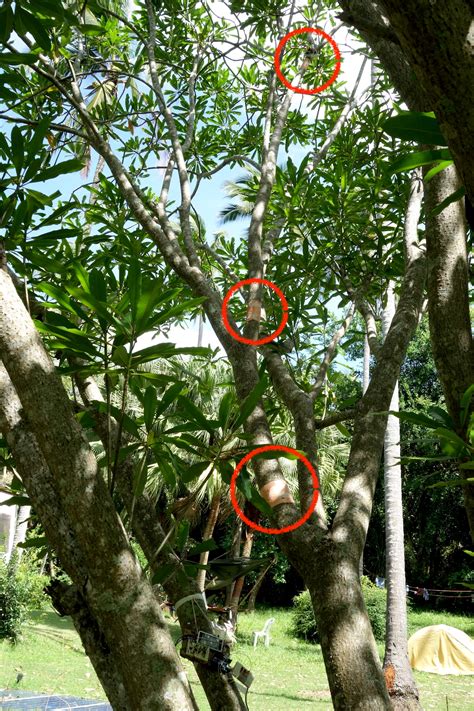 Tree Network 的图像结果