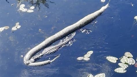 Image result for Godzilla Python