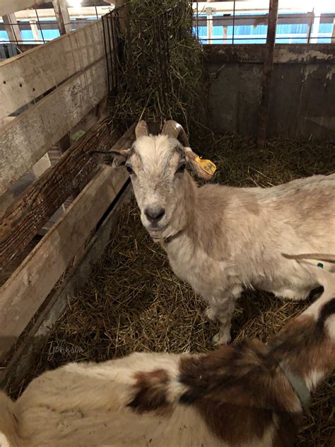 The Hillsdale County Fair Is A 171 Year Tradition - The Coddiwomplist