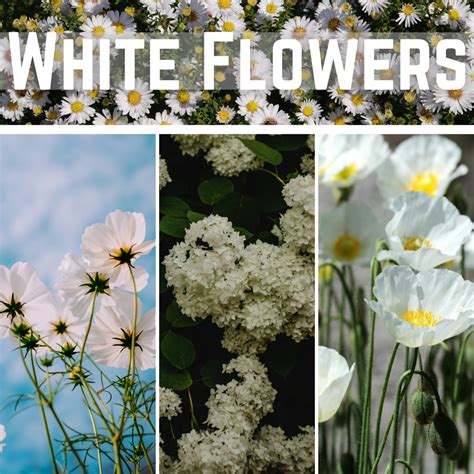Different Types Of White Flowers