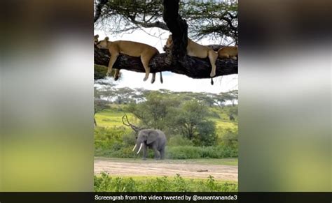 पेड़ पर मजे से सोता दिखा जंगल के राजा का कुनबा, कभी देखा है पेड़ पर ...