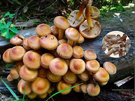 Buy Kuehneromyces mutabilis Mushroom Mycelium Plug Spawn 20 Pieces ...