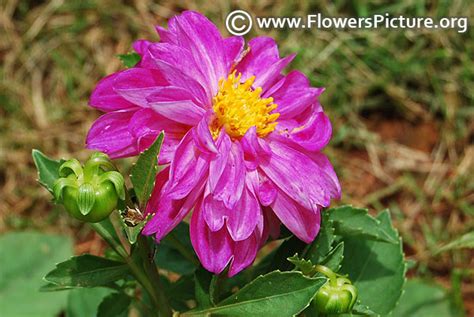 Dahlia varieties with names