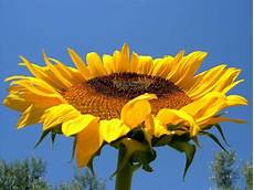 significato girasole nel linguaggio dei fiori i like it il linguaggio dei fiori significato girasole nel linguaggio dei fiori i like it il linguaggio dei fiori