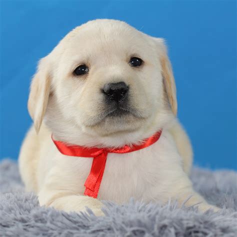 纯种拉布拉多犬幼犬狗狗出售 宠物拉布拉多犬可支付宝交易 拉布拉多犬 /编号10082307 - 宝贝它