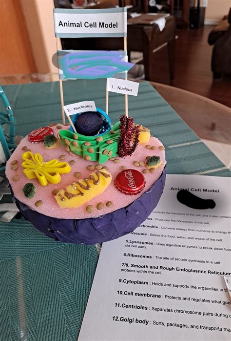 Image result for Cell Model Project