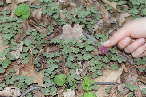Shakamak State Park Campground | State parks, Wildflowers photography ...