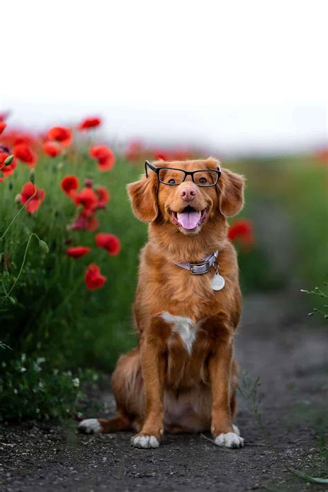 Golden Retriever Lifespan: Everything You Need To Know