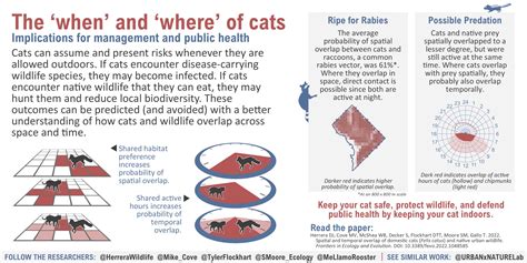 Should My Cat Stay Indoors at Nicholas Warrior blog