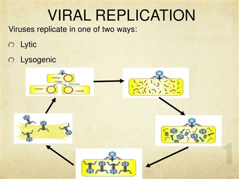 Image result for Viral Replication Process