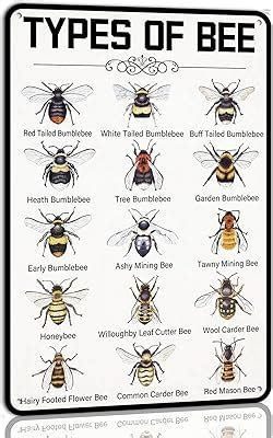 Image result for Bee Coding Java