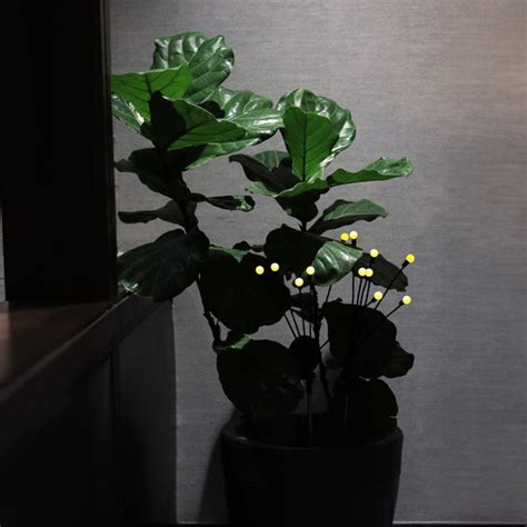 Trustbasket Fireflies Solar Light – TrustBasket