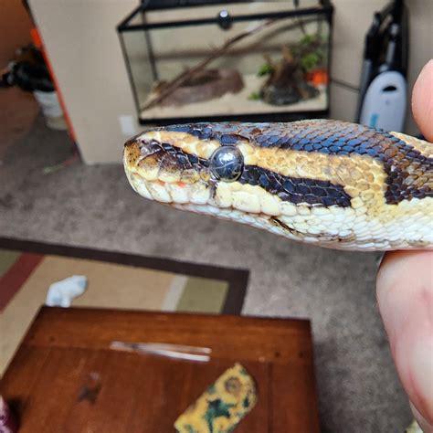 Image result for Minecraft Ball Python