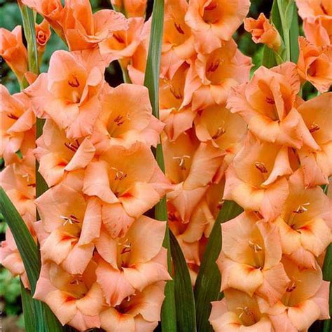 Buy Orange Color Flower Bulbs online from Nurserylive at lowest price.