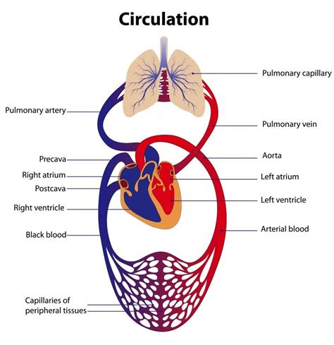 Image result for Circulatory System Drawing