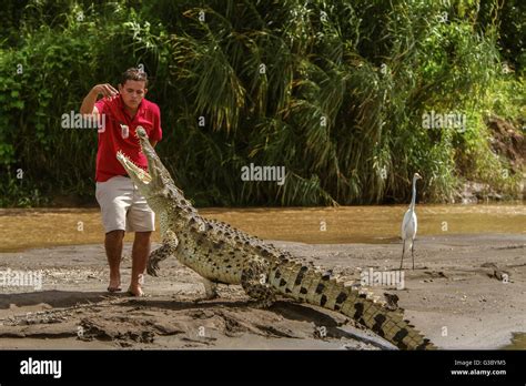 Crocodile Attacks Humans 的图像结果