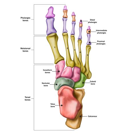 Bone Of Foot Anatomy