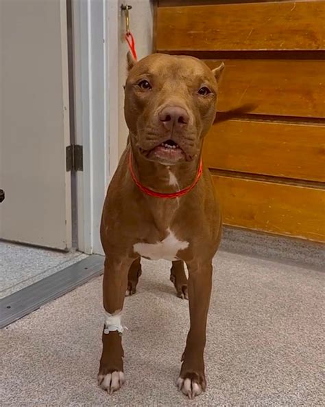South Auburn Vet Hospital (@southauburnveterinaryhospital) • Instagram ...