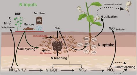Frontiers | Enhancement of nitrogen use efficiency through agronomic ...