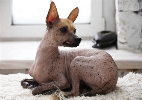 Mexican Hairless Dog (Xoloitzcuintli) – GoofyTails