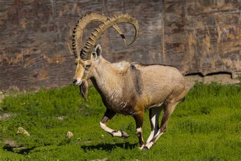 Image result for Ibex Module Video Live