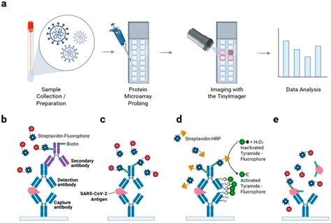 Antibody Microarray Slides 的图像结果