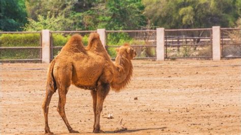 Zoos in Saudi Arabia: Plan The Perfect Day Out With Your Family