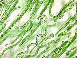 cyanobacteria 的图像结果