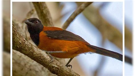 Hooded Pitohui: ఈ పక్షి నాగుపాముకన్నా ప్రమాదకరమైనది.. ముట్టుకుంటే ...
