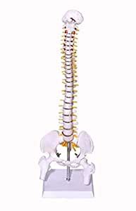 Kay Kay Industries Human Mini Spine Model (Vertebral/Spinal Column ...