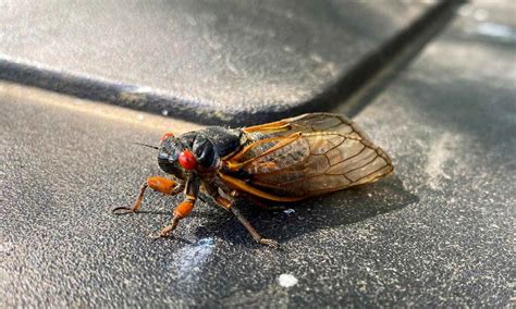 How do cicadas know when to come out?