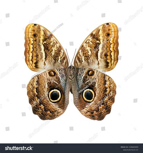 Butterfly Camouflage Drawing at Lavina Flippen blog