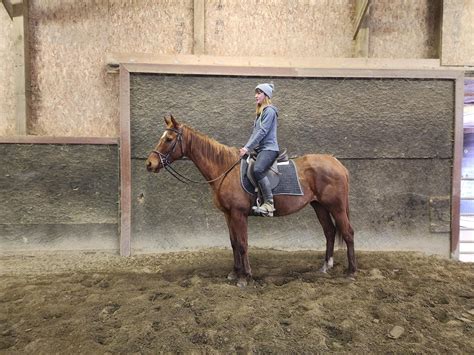 SHARKIE · Copper Horse Crusade