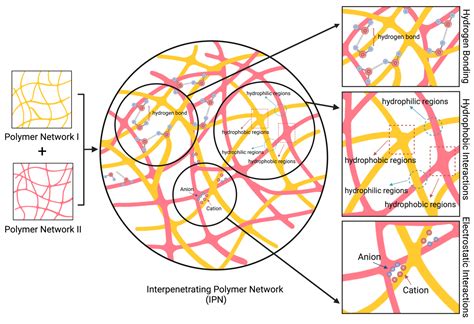 Characterization Methods to Determine Interpenetrating Polymer Network ...