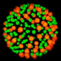 Experimental Soft Condensed Matter Physics | Official website of ...