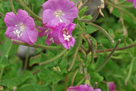 Epilobium hirsutum