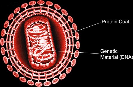 Image result for Classification Systems GCSE