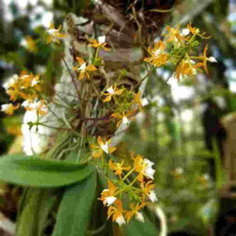 Stereochilus erinaceus sp. – EXOTICA ORCHIDS
