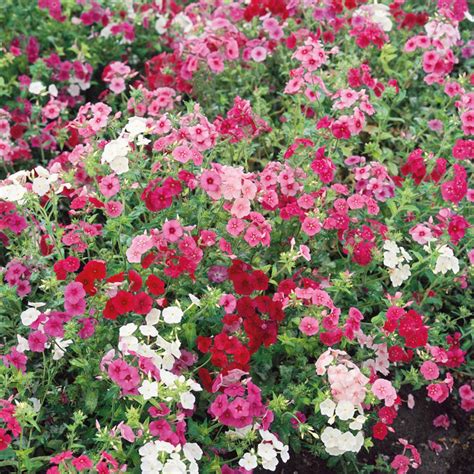 Phlox 'Dwarf Mix' Seeds – Garden Mithra