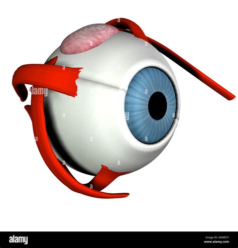 Musculus levator palpebrae superioris -Fotos und -Bildmaterial in hoher Auflösung – Alamy