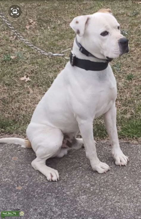 White and Fawn, Scott's American Bulldog - Stud Dog in AL, United ...