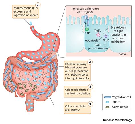 Pathophysiology Of C Diff Colitis Full Article: A Novel Probiotic