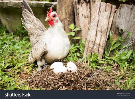 Chicken Laying Egg