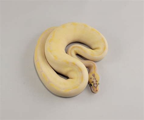Image result for Ivory Enchi Ball Python
