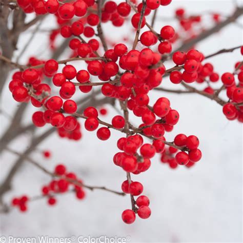 Winterberry Berry Poppins - Patuxent Nursery