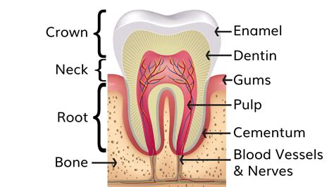 Different Layers Of Your Teeth & Tooth Replacement Treatment