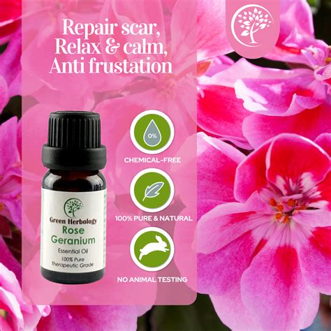 How To Use Rose Geranium Essential Oil at Yvonne Hosford blog