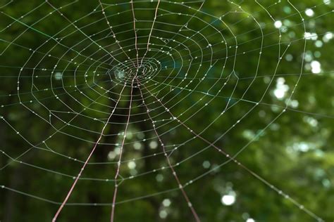 “O, What an Iridescent Web We Weave: Rendering Physically Inspired ...