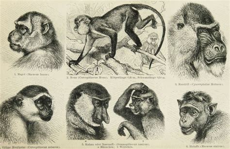 Image result for Alien Monkeys History