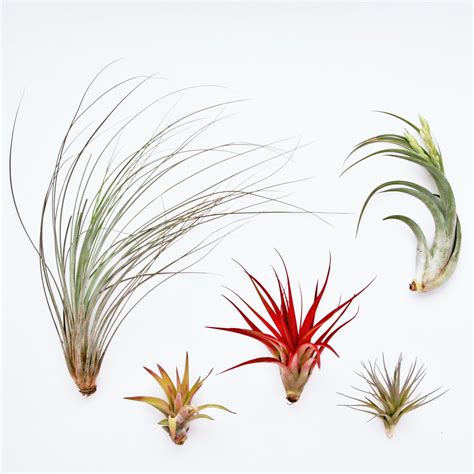 Different Types Of Air Plants Air Plants How To Care For Tillandsia